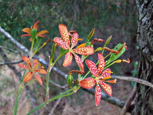 image of Iris domestica, Blackberry-lily, Leopard-lily