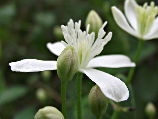 image of Clematis terniflora, Sweet Autumn Clematis, Yam-leaved Clematis, Sweet Autumn Virgin's Bower, Japanese Virgin's-bower