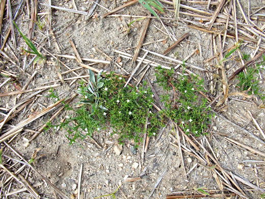 image of Polypremum procumbens, Juniperleaf, Polypremum, Rustweed