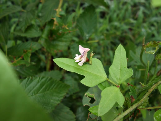 Strophostyles helvola, Annual Sand Bean, Beach Pea, Trailing Wild Bean, Trailing Fuzzy-Bean