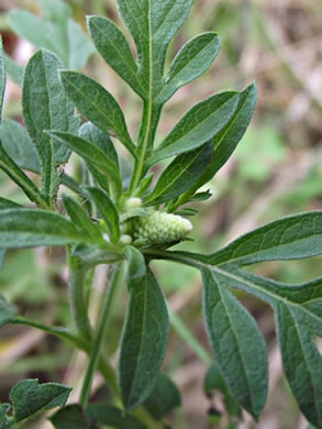 image of Ambrosia artemisiifolia, Annual Ragweed, Common Ragweed, Hogweed