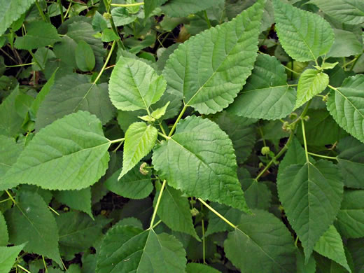 image of Fatoua villosa, Mulberry-weed, Crabweed, Foolish-weed