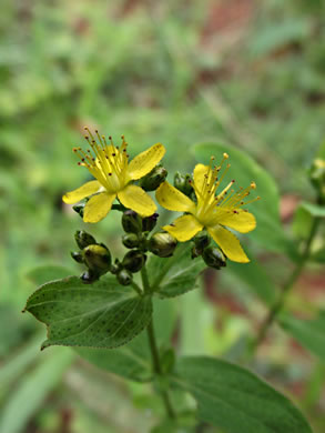 image of Hypericum punctatum, Spotted St. Johnswort