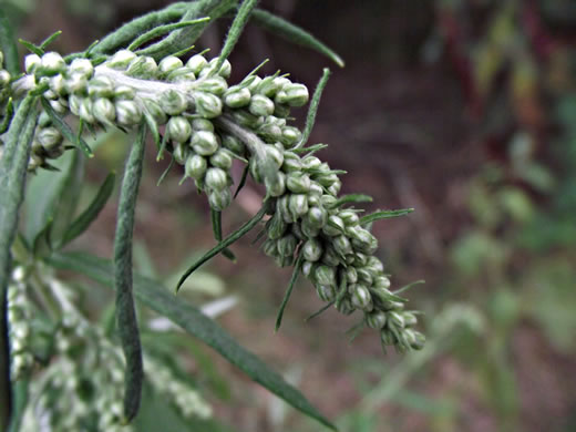 image of Artemisia vulgaris, Mugwort, Felon Herb