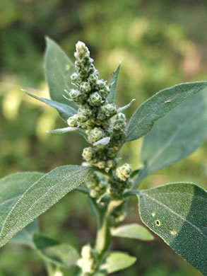 image of Chenopodium album var. album, Lambsquarters, Pigweed