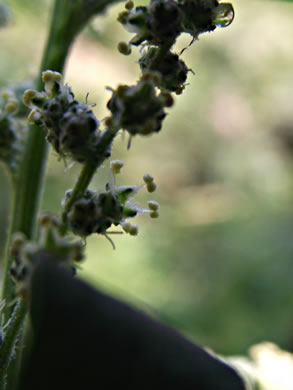 image of Chenopodium album var. album, Lambsquarters, Pigweed