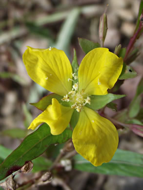 image of Ludwigia decurrens, Wingstem Water-primrose, Wingleaf Primrose-willow