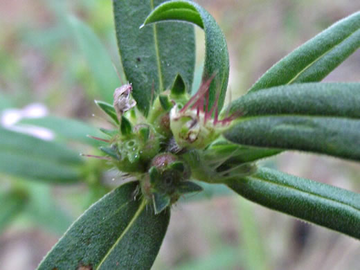 image of Hexasepalum teres, Poor-joe, Rough Buttonweed