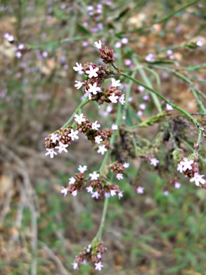 image of Verbena brasiliensis, Brazilian Vervain