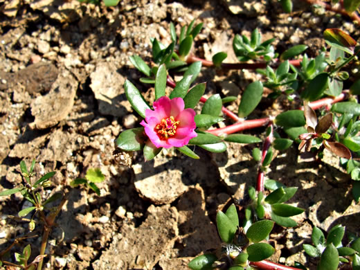 image of Portulaca amilis, Broadleaf Pink Purslane, Paraguayan Purslane