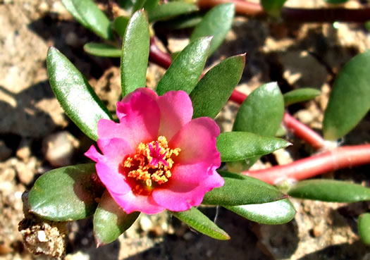 image of Portulaca amilis, Broadleaf Pink Purslane, Paraguayan Purslane