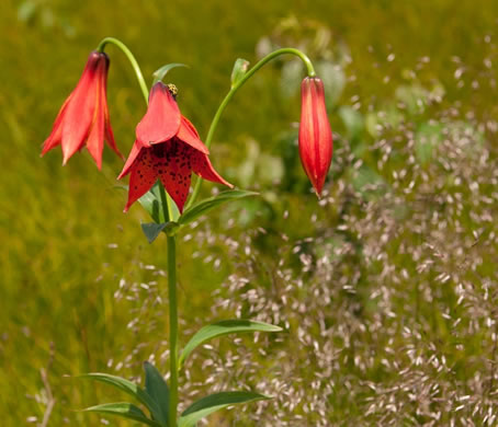 image of Lilium grayi, Gray's Lily, Roan Lily