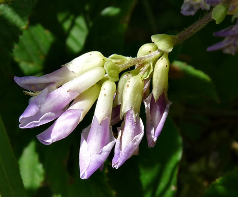 image of Amphicarpaea bracteata +, American Hog-peanut