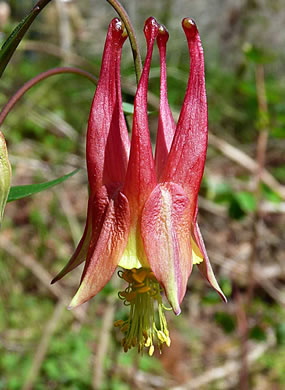 image of Aquilegia canadensis, Eastern Columbine, Canada Columbine