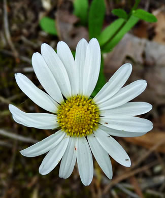 image of Astranthium integrifolium, Eastern Western-daisy, Entireleaf Western-daisy