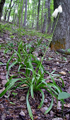 image of Amianthium muscitoxicum, Fly-poison