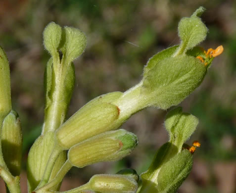 image of Aesculus sylvatica, Painted Buckeye