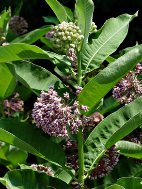 image of Asclepias syriaca, Common Milkweed