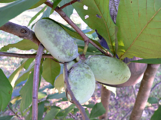 image of Asimina triloba, Common Pawpaw, Indian-banana