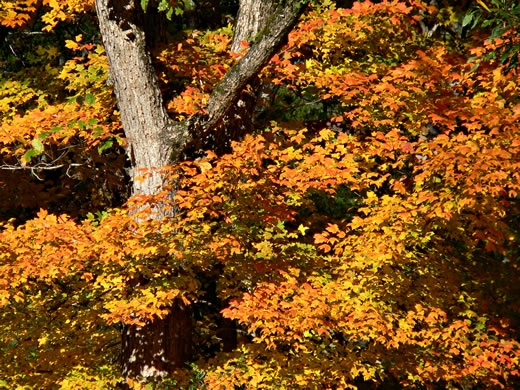 image of Acer leucoderme, Chalk Maple, Small Chalk Maple, White-bark Maple