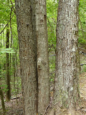 image of Acer rubrum var. rubrum, Eastern Red Maple