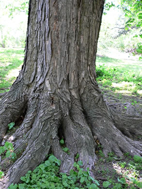 image of Acer saccharum var. saccharum, Sugar Maple, Hard Maple, Sugar-tree