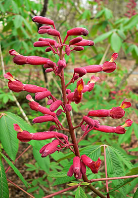 image of Aesculus pavia var. pavia, Red Buckeye