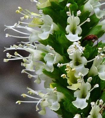 image of Agastache nepetoides, Yellow Giant-hyssop