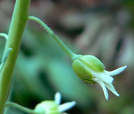 image of Borodinia canadensis, Canada Rockcress, Sicklepod