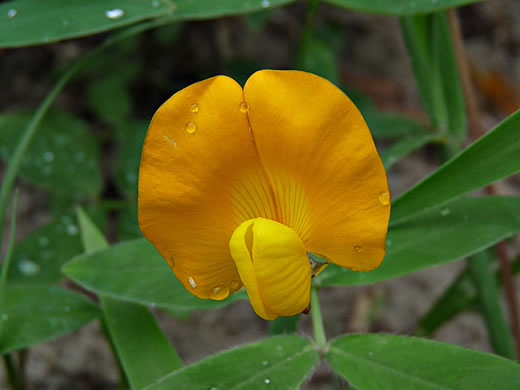 image of Arachis glabrata, Grassnut