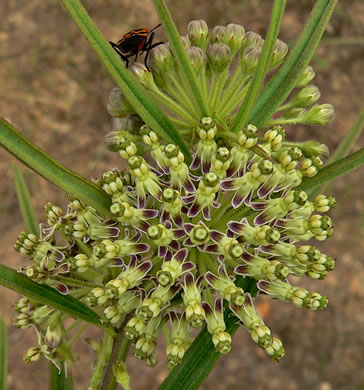 image of Asclepias hirtella, Barrens Milkweed, Green Milkweed, Prairie Milkweed