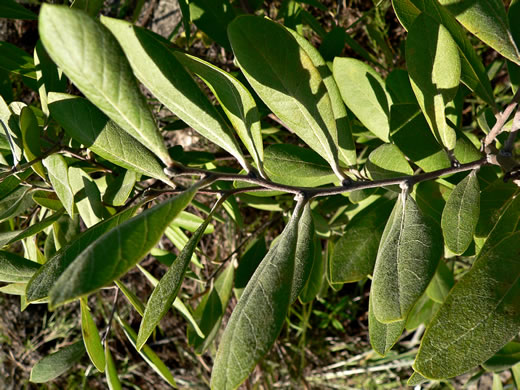 image of Asimina incana, Flag Pawpaw, Polecat Bush, Woolly Pawpaw