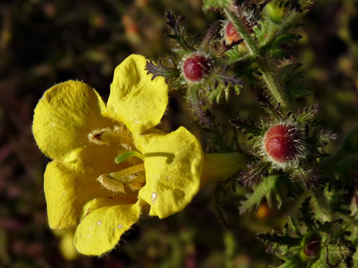 image of Aureolaria pectinata, Southern Oak-leach, Sticky False Foxglove, Combleaf Yellow False Foxglove