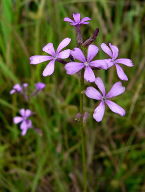 image of Buchnera floridana, Savanna Bluehearts, Florida Bluehearts, Buchnera