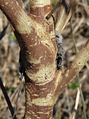 image of Broussonetia papyrifera, Paper Mulberry