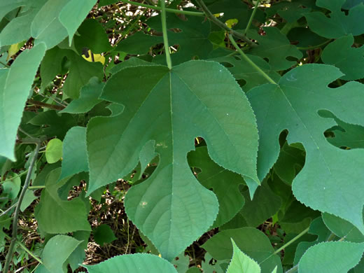 image of Broussonetia papyrifera, Paper Mulberry