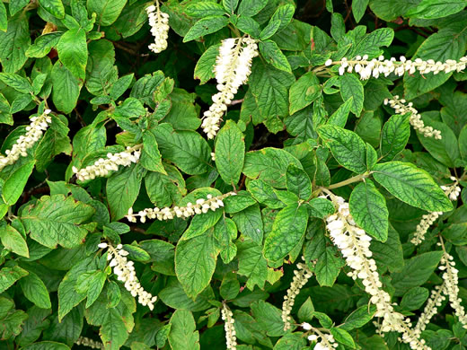 image of Clethra acuminata, Mountain Sweet-pepperbush, Cinnamonbark, Cinnamon Clethra, Mountain White-alder