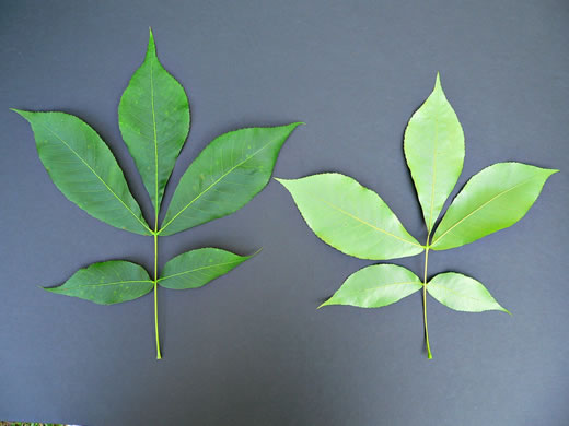 Carolina Shagbark Hickory