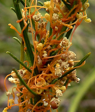 image of Cuscuta harperi, Harper's Dodder