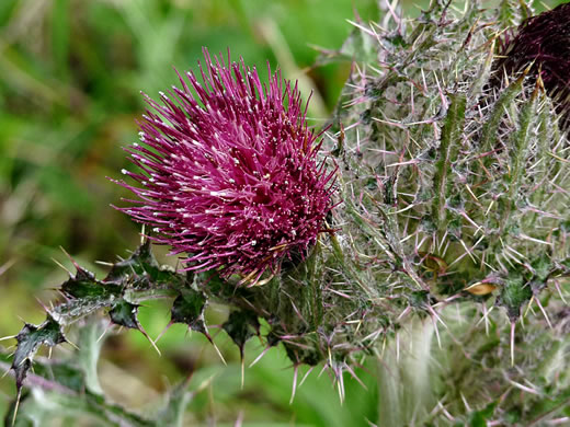 image of Cirsium horridulum var. horridulum, Common Yellow Thistle, Purple Thistle, Bristle Thistle, Horrid Thistle