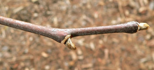 image of Cladrastis kentukea, Kentucky Yellowwood, Gopherwood