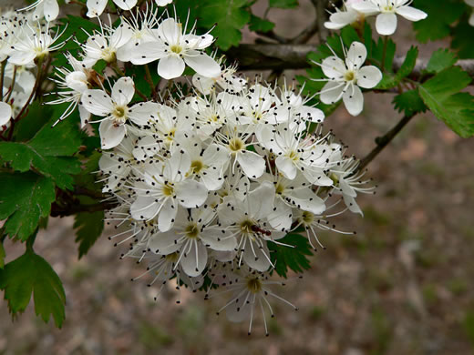 image of Crataegus marshallii, Parsley Hawthorn, Parsley Haw