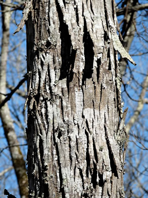 image of Carya myristiciformis, Nutmeg Hickory