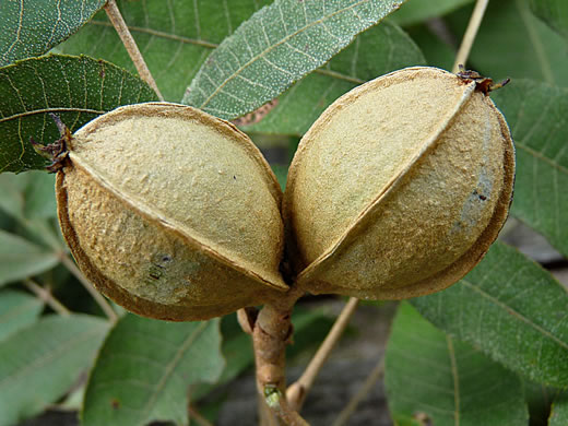 image of Carya myristiciformis, Nutmeg Hickory