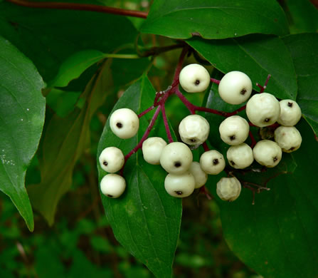 image of Swida foemina, Southern Swamp Dogwood