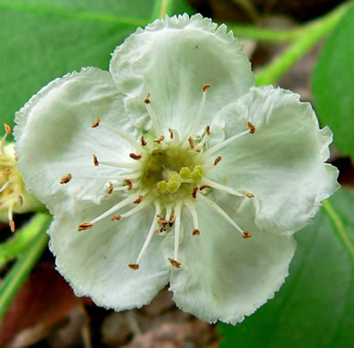 image of Crataegus triflora, Threeflower Hawthorn