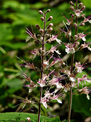 image of Collinsonia verticillata, Whorled Horsebalm