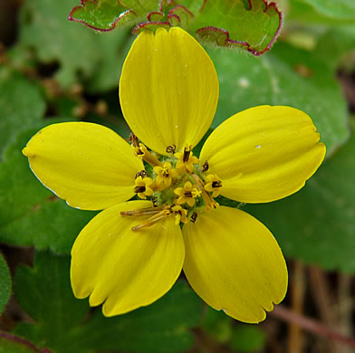 image of Chrysogonum repens, Carolina Green-and-gold