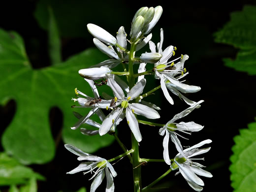 image of Camassia scilloides, Wild Hyacinth, Eastern Camas Lily, Quamash Lily