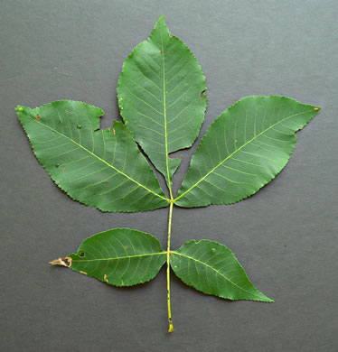 image of Carya glabra, Pignut Hickory